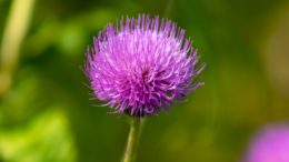 Mariendistel Wirkung - Vorteile von Kapseln und Tabletten sowie Mariendistelöl auf die menschliche Gesundheit